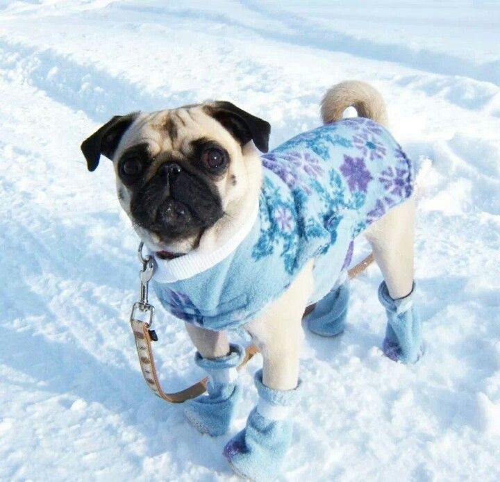 "I don't CARE how cute I look, Mom. I want to go back inside where it's warm!"