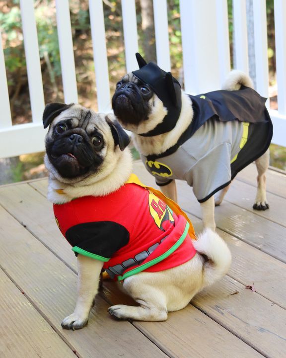 "Stand back, Mommy. We'll protect you from the squirrel."