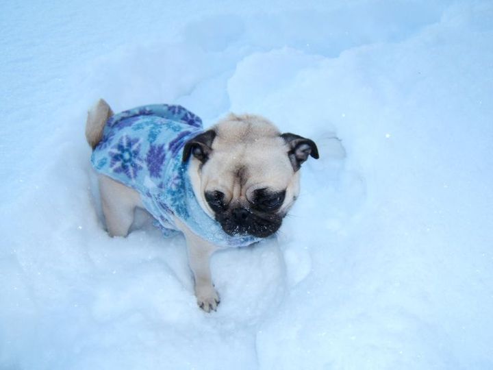 "Of course us sled dogs wear adorable sweaters!"