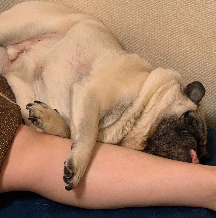 "If anyone needs me, I'll be right... Zzzzzzz" See more Pugs of the Day at pics.barkingpug.com