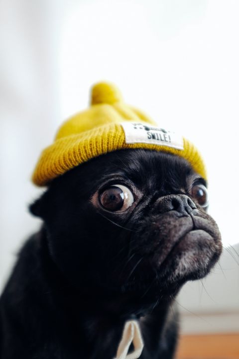 "I'm not going outside, Dad. This hat is for looks, not cold." See more pugs at pics.barkingpug.com