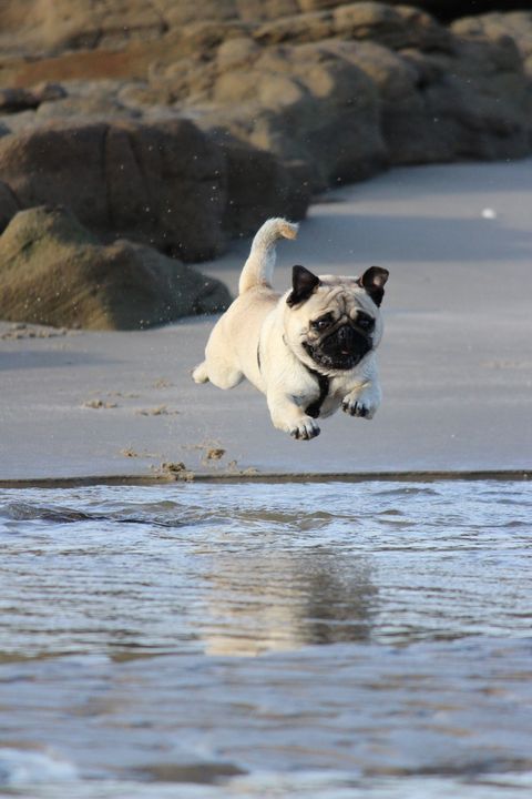 "Behold, I am SuperPug!"