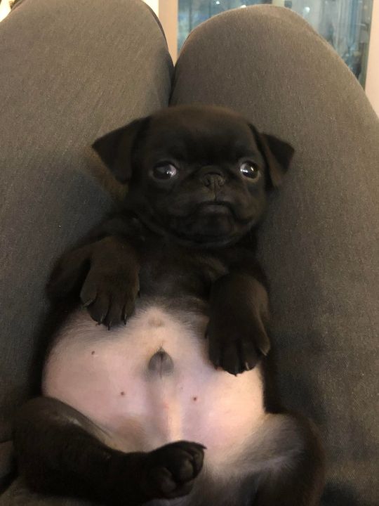 "I do have a 6-pack, you know. It's just hidden under my jelly belly."