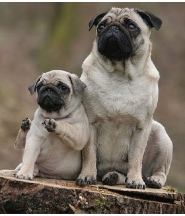 "The treats are over there, Mommy."