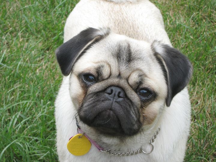 "What do you mean the treats are all gone?? You mean I behaved for nothing?!"