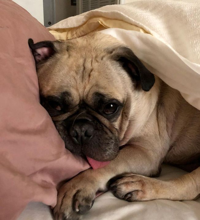 "That's what I'm saying, Momma. If you bring me breakfast in bed, I don't have to get up until noon."