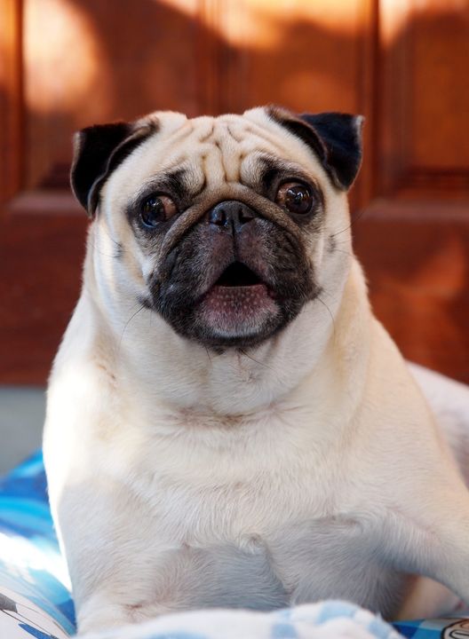 "How bout you bring the treat to me, Momma? That way I don't need to get out of my bed."