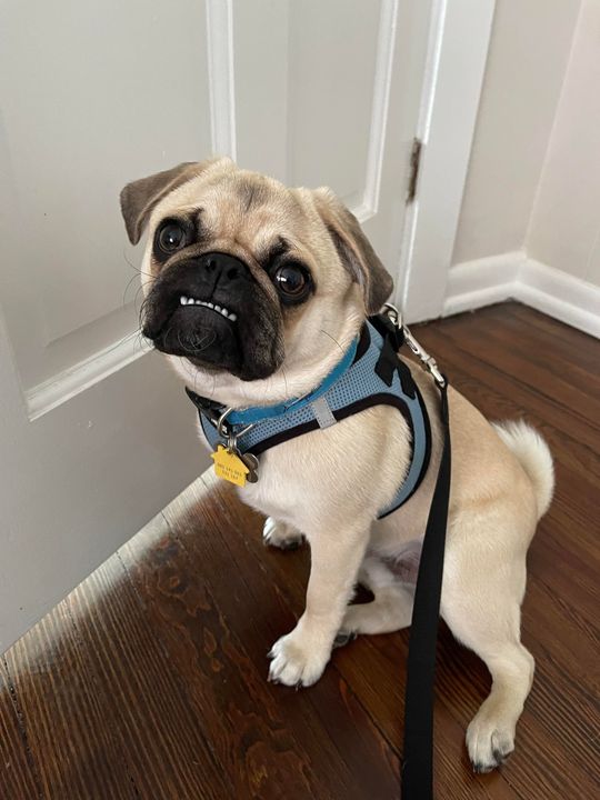 "You said to say 'cheese', so I assume you have some cheese for me?"