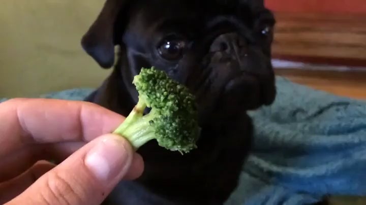 "Is that chicken-flavored broccoli, Daddy?"