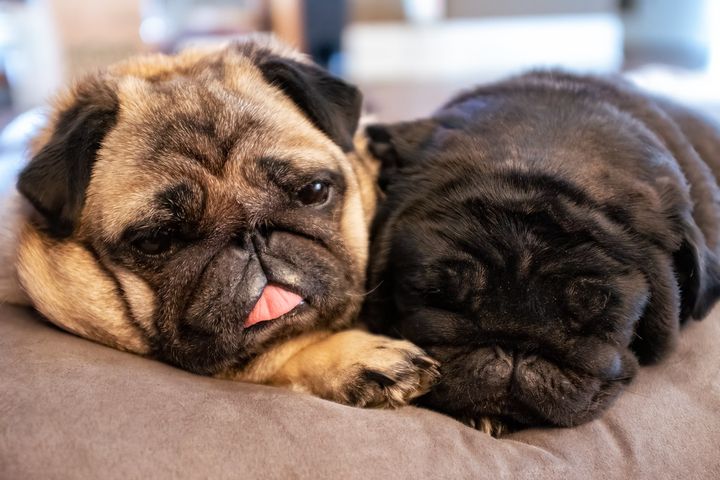 "I thought everyone takes seven naps a day?"