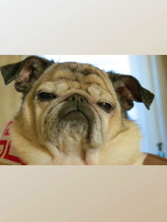 "You know what? YOU look like a gremlin, Daddy!"