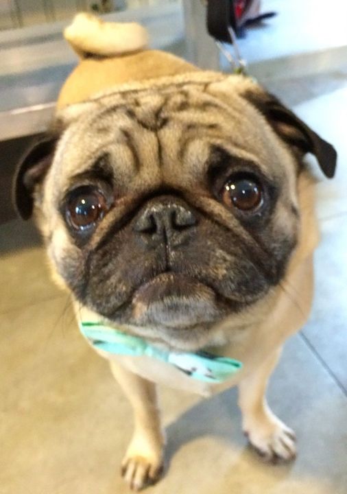 "I was told you were giving out free treats, Mommy?"